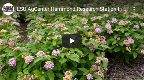 2021 Virtual Horticulture Field Day